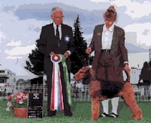 Stevie Airedale Champion Dog