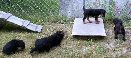 Airedale Puppies For Sale