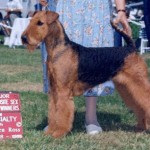 Carly AKC Champion Airedale Terrier Dog