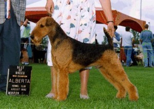 Monty AKC Airedale Champion