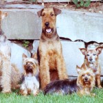 Airedale Dogs great with small dogs