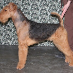 Airedale Show Dog Puppies For Sale