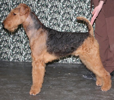 Airedale Show Dog Puppies For Sale