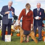 Tuesday AKC Airedale Dog