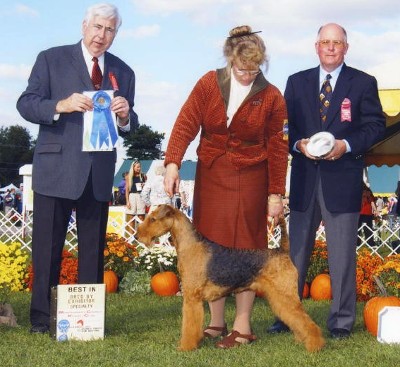 Champion Airedale Terrier