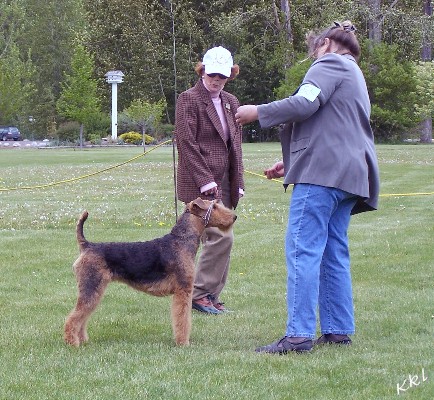 Airedale Puppies For Sale