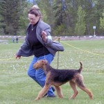 AKC Champion Airedale Puppies For Sale