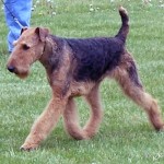 Airedale Terrier Dogs For Sale