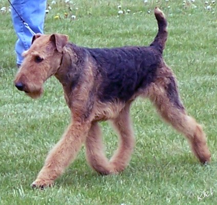 Airedale Terrier Dogs For Sale