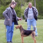 AKC standard Airedale Dogs