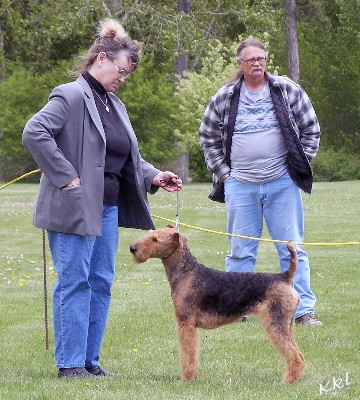 AKC standard Airedale Dogs