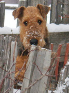 Airedale puppies for sale