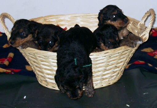 AKC Airedale Puppies For Sale